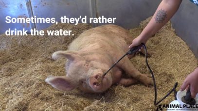 How Rescued Pigs Stay Cool