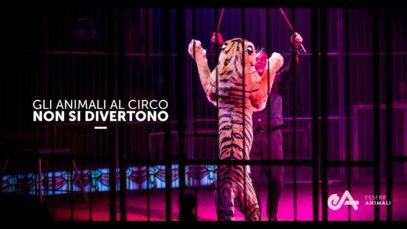 Il Circo Non è Divertente per gli Animali – un video di Essere Animali