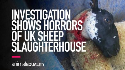 INVESTIGATION: Sheep Brutally Killed in UK Slaughterhouse