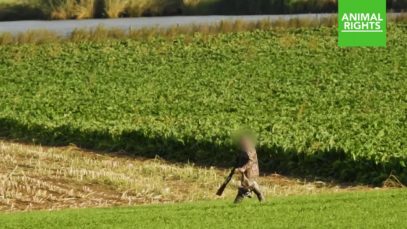 Jager breekt nek van gans