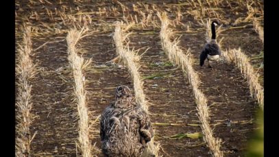 Jagers laten meerdere dieren onvoorstelbaar lijden