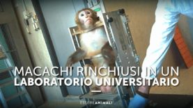 Macachi rinchiusi in un Laboratorio Universitario – Essere Animali