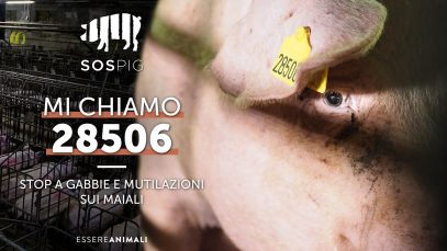 Maiali in Gabbia e Mutilati negli allevamenti intensivi italiani – #SOSpig – Essere Animali