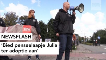 NEWSFLASH: Bied penseelaapje Julia ter adoptie aan