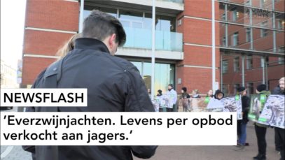 NEWSFLASH: Everzwijnjachten. Levens per opbod verkocht aan jagers.