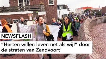 NEWSFLASH: “Herten willen leven net als wij!” door de straten van Zandvoort