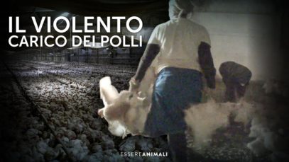 Notte in un allevamento intensivo di polli – Essere Animali