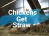 Rescued Chickens Get New Straw