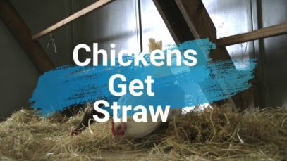 Rescued Chickens Get New Straw