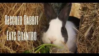 Rescued Rabbit Eats Cilantro