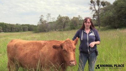 Timid to Trusting: Daffodil the Blind Cow