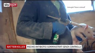 USO INDISCRIMINATO DI ANTIBIOTICI negli allevamenti | servizio su Sky TG24