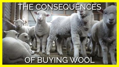 What Happens to Sheep When You Buy Wool?