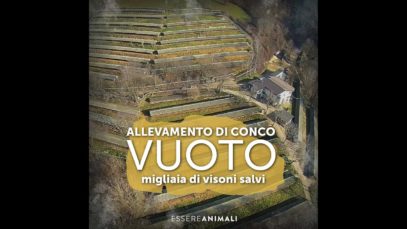 Allevamento di Conco chiuso – migliaia di visoni salvati | Essere Animali