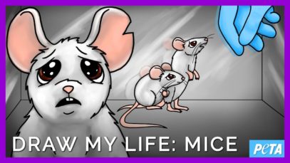 Draw My Life: Laboratory Mice