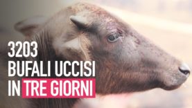 Il più grande sacrificio di animali del pianeta