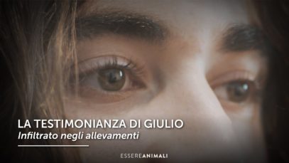 La testimonianza di Giulio – infiltrato negli allevamenti | Essere Animali