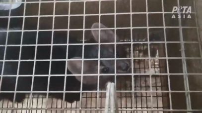 PETA Exposes Russian Fur Farm Horrors: Screaming Chinchillas, Rabbits’ Heads Sawed Off, and More