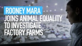 Rooney Mara Joins Animal Equality to Investigate Factory Farms – With My Own Eyes