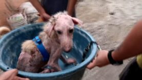 PETA-Asia-PETA_s-Saving-Animals-From-Taal-Volcano-Every-Day-_EdQE3K8TZ4g-1280×720-0m28s_