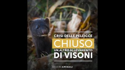 Crisi delle pellicce: chiuso un altro allevamento di visoni | Essere Animali