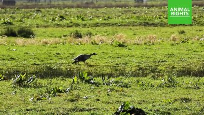 Gewonde gans vlucht weg