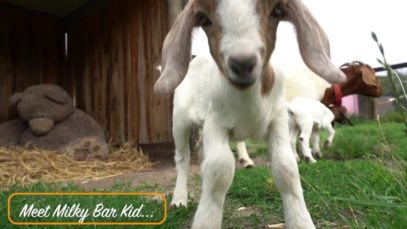 Goats Jumping