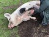 Happiness is… Mumma Pig