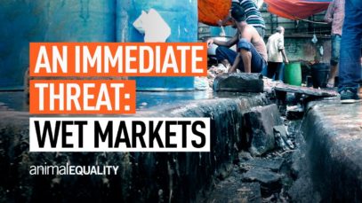 Animal Equality’s Campaign to Ban Wet Markets