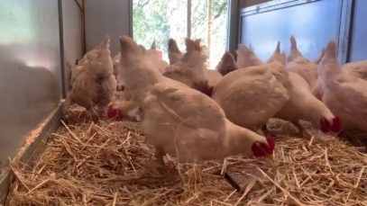 Chickens enjoy new straw