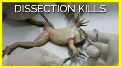 #DissectionKills