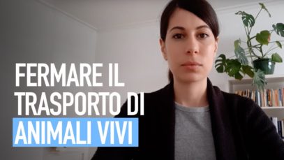 Fermare il trasporto di animali vivi!