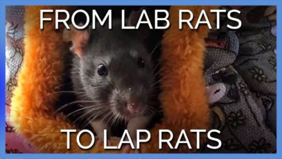 From Lab Rats to Lap Rats: See These Three Sisters’ Journey