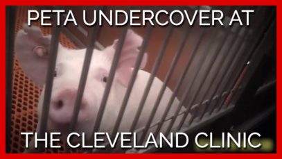 PETA Undercover at the Cleveland Clinic: Skulls Cut Open, Prolapsed Organs