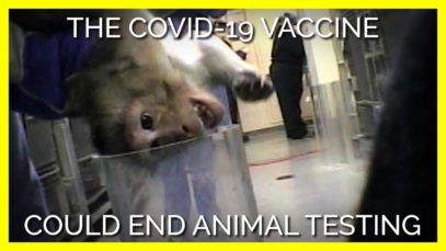 Why COVID-19 Could Be a Turning Point for Animals Used in Experiments