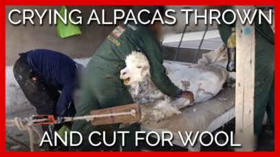 Crying Alpacas Thrown and Cut for Sweaters and Scarves—Help Them Now!