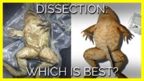 Dissection: Which Is Best?