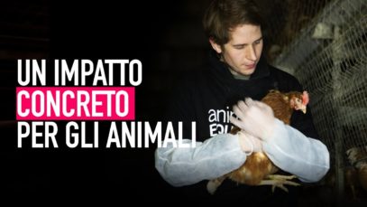 UN IMPATTO CONCRETO PER GLI ANIMALI