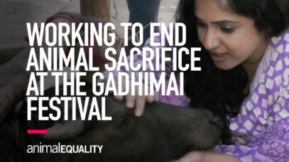 Animal Equality Works to End Animal Sacrifice at the Gadhimai Festival