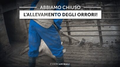 Chiuso allevamento degli orrori a seguito dell’indagine di Essere Animali