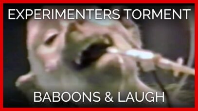 Experimenters Inflicted Traumatic Head Wounds on Baboons & Laughed about It