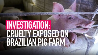 INVESTIGATION: Animal Equality Reveals Cruelty on Brazilian Pig Farm