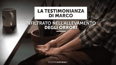 La testimonianza di Marco – Infiltrato negli allevamenti intensivi