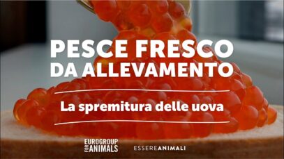 Pesce fresco da allevamento intensivo | La spremitura delle uova