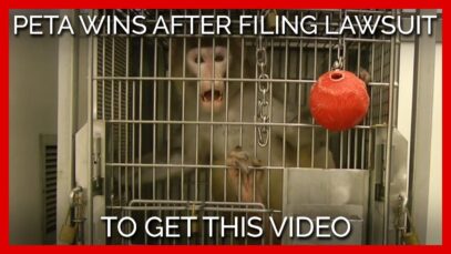 PETA Wins After Filing Lawsuit to Get THIS Video