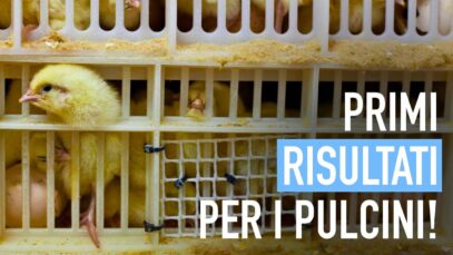 Pulcini maschi negli incubatoi: primi risultati, sì di Coop alla campagna di Animal Equality