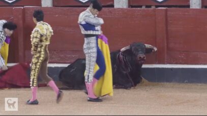 AnimaNaturalis – AnimaNaturalis documenta crueldad en una novillada de Salamanca