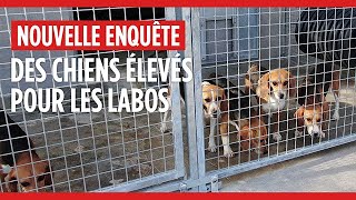 Des chiens élevés pour des laboratoires