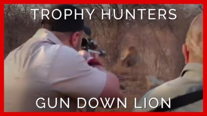 Heartbreaking Moment Trophy Hunters Slay a Captive-Bred Lion