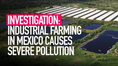 INVESTIGATION: Animal Equality Reveals Pollution from Mexico’s Industrial Farms